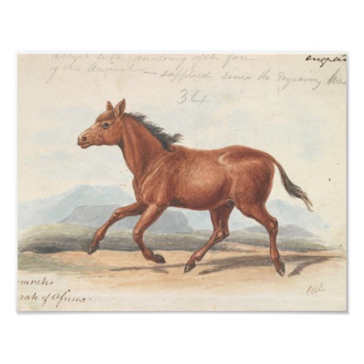 Impression Photo Charles Hamilton Smith - Le Cheval Koomrah (Devant)
