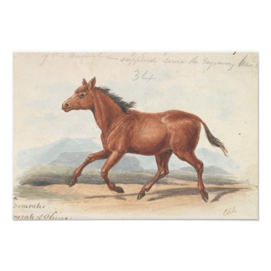 Impression Photo Charles Hamilton Smith - Le Cheval Koomrah (Devant)