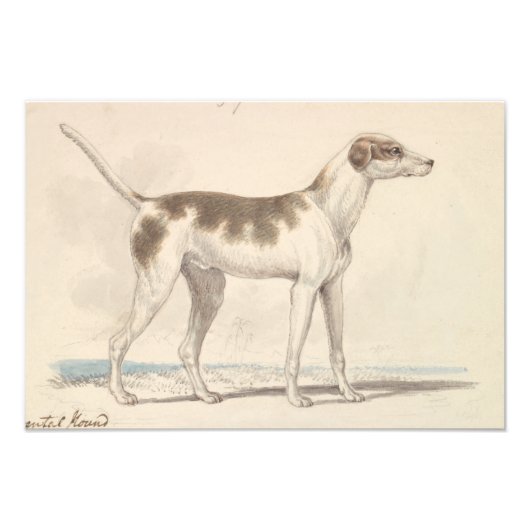 Impression Photo Charles Hamilton Smith - Oriental Hound (Devant)