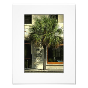 Impression Photo Charleston Street avec Palmetto Tree