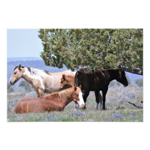 Impression Photo Charme 19" de mustang x 13" pro. Satin de papier