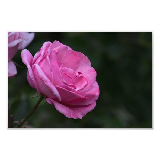 Impression photo - Charme de rose (Devant)