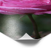 Impression photo - Charme de rose (Coin)