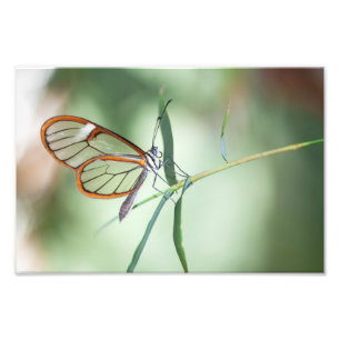 Impression Photo Charme papillon à aile claire