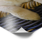 Impression Photo Charming Goldie Retriever Chien Chien Puppy - Papi (Coin)