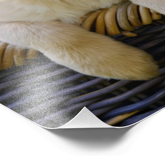 Impression Photo Charming Goldie Retriever Chien Chien Puppy - Papi (Coin)