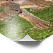 Impression Photo Chasse à la lionne (Coin)