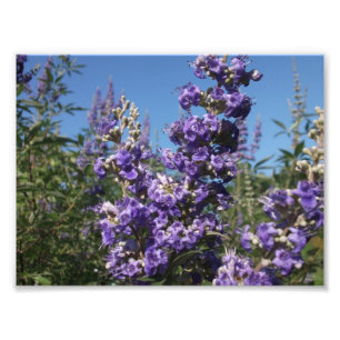 Impression Photo Chaste Arbre Fleurs violettes