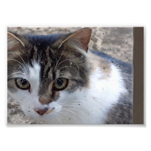 Impression Photo Chat à la fenêtre (Devant)