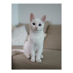 Impression Photo chat blanc   Zazzle_Growshop.