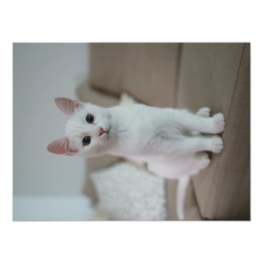 Impression Photo chat blanc | Zazzle_Growshop. (Devant)