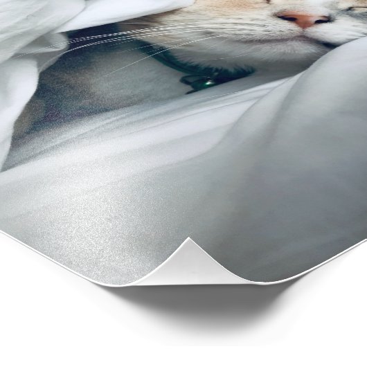 Impression Photo Chat Dormir sous une couverture blanche (Coin)