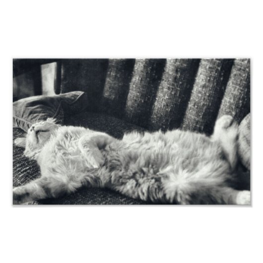 Impression Photo Chat Dormir Sur Canapé Feline Canapé Kitty (Devant)