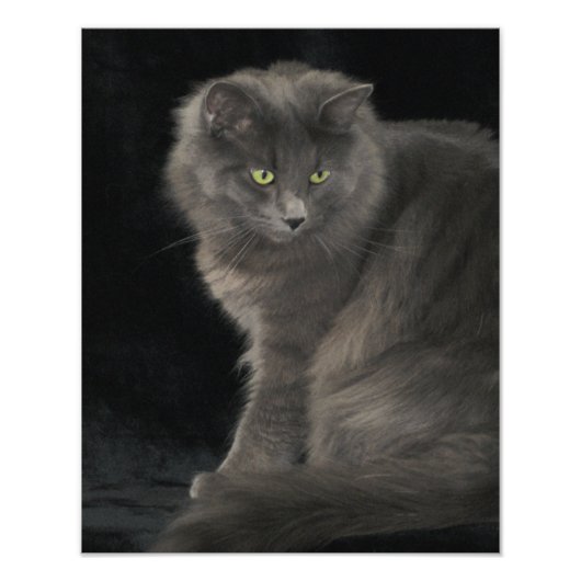 Impression Photo Chat gris Long Cheveux Russe Bleu Kitty Kitten Mig (Devant)