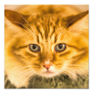 IMPRESSION PHOTO CHAT MAINE COON STARE DOUBLE