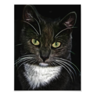 Impression Photo Chat noir