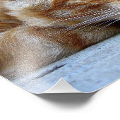 Impression Photo chat rouge (Coin)