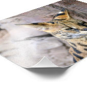 Impression Photo Chat Serval (Coin)