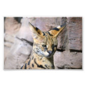 Impression Photo Chat Serval (Devant)