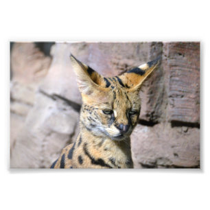 Impression Photo Chat Serval
