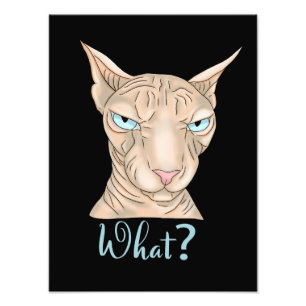 Impression Photo Chat Sphynx. Quoi ?