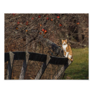 Impression Photo Chat sur une barrière