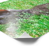 Impression Photo Chat Tortie gris (Coin)