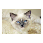 Impression Photo Chaton Ragdoll (Devant)