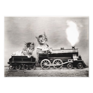 Impression Photo Chatons dans un train
