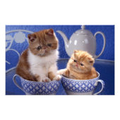 Impression Photo chats (Devant)