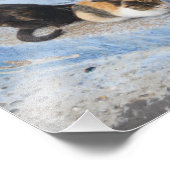 Impression Photo Chats, Chefchaouen, Maroc (Coin)