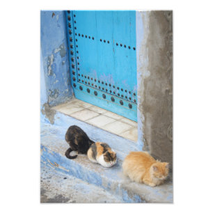 Impression Photo Chats, Chefchaouen, Maroc