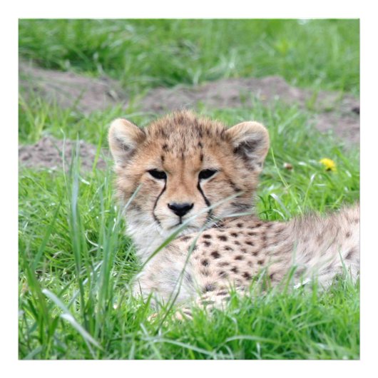 Impression Photo Cheetah20150904 (Devant)