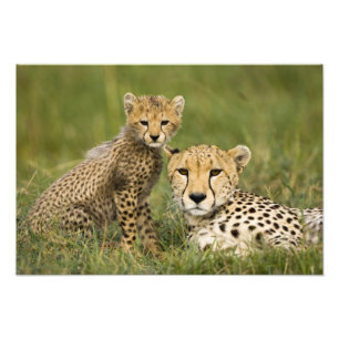 Impression Photo Cheetah, Acinonyx jubatus, avec Cub
