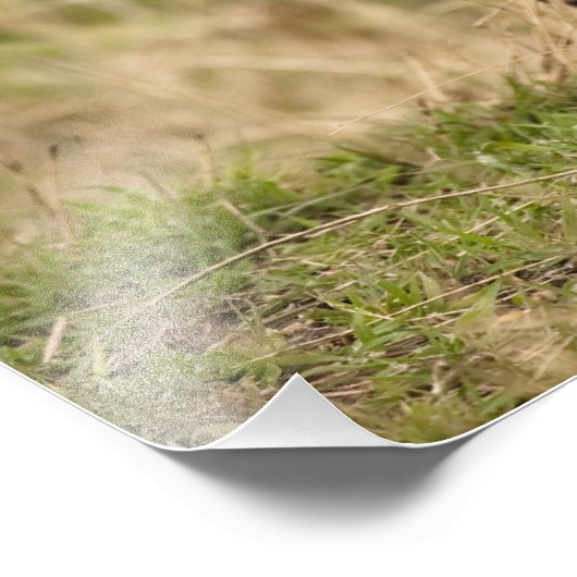 Impression Photo Cheetah, Acinonyx jubatus, dans le Masai Mara (Coin)