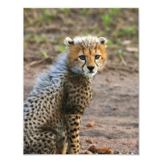 Impression Photo Cheetah Cub Acinonyx Jubatus) (Devant)