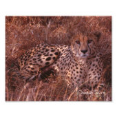 Impression Photo Cheetah Stare (Devant)