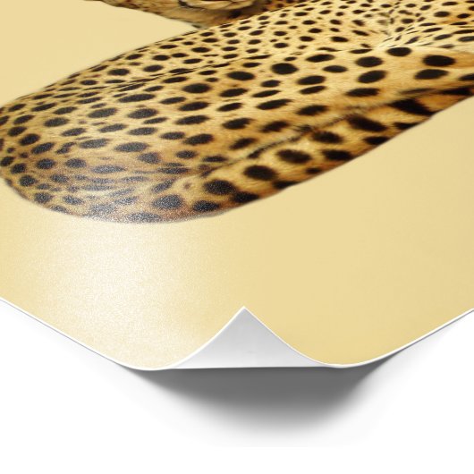 Impression Photo Cheetahs (Coin)