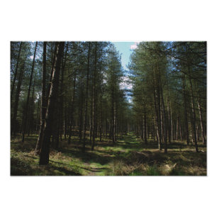 Impression Photo Chemin à travers la chasse de Cannock
