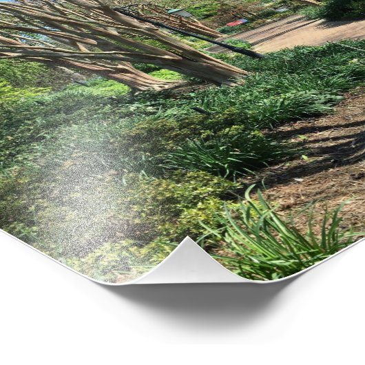 Impression Photo Chemin bordé d'arbres (Coin)