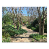 Impression Photo Chemin bordé d'arbres (Devant)