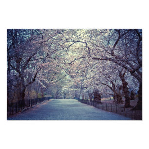 Impression Photo Chemin Central Park Cherry Blossom