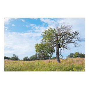 Impression Photo Chêne de Burr et prairie