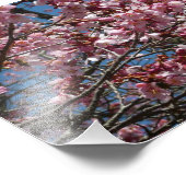 Impression Photo Cherry Blossoms et Blue Sky Spring Floral (Coin)