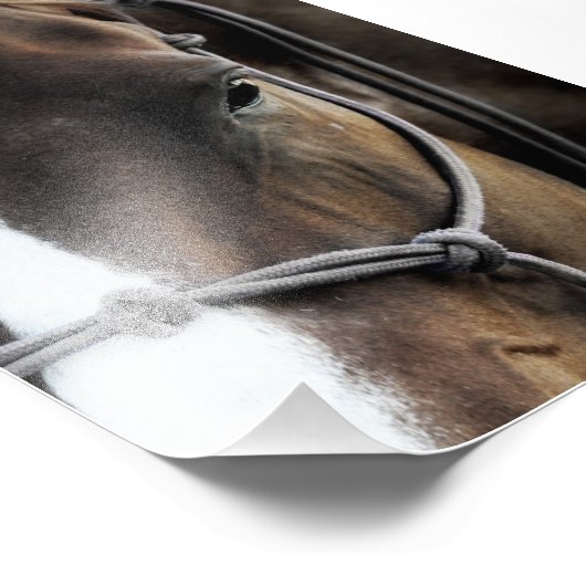 Impression Photo Cheval (Coin)