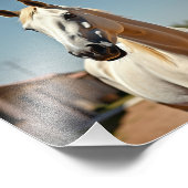 Impression Photo cheval américain (Coin)