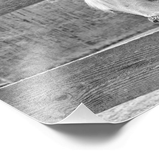 Impression Photo Cheval blanc (Coin)