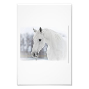 Impression Photo Cheval blanc