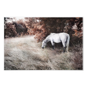 Impression Photo Cheval blanc