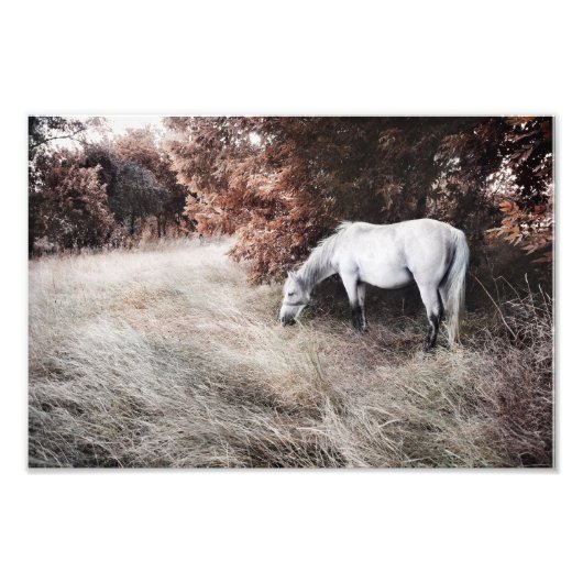 Impression Photo Cheval blanc (Devant)